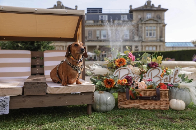 dog sat on deckchair outside manor house