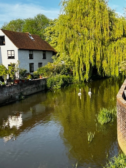 two swans on a river